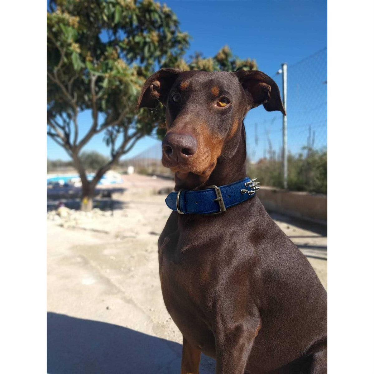 Dog Collar W59072