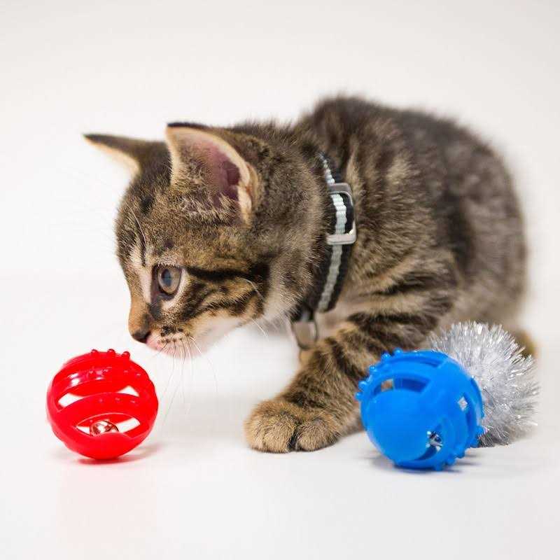 Cat Toy Variety Pack I6889