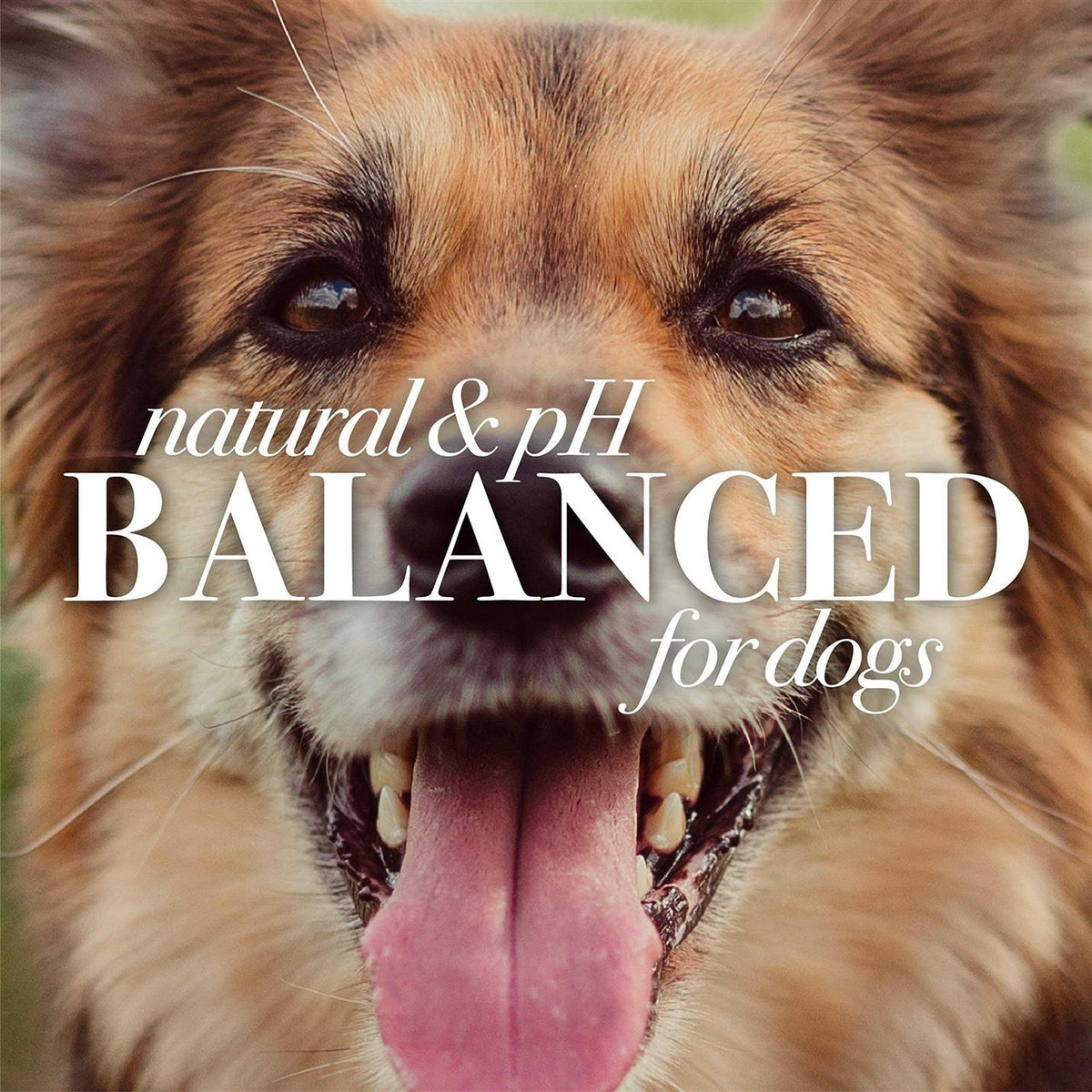Oatmeal Dog Conditioner with Colloidal Oat Flour & Honey D7103