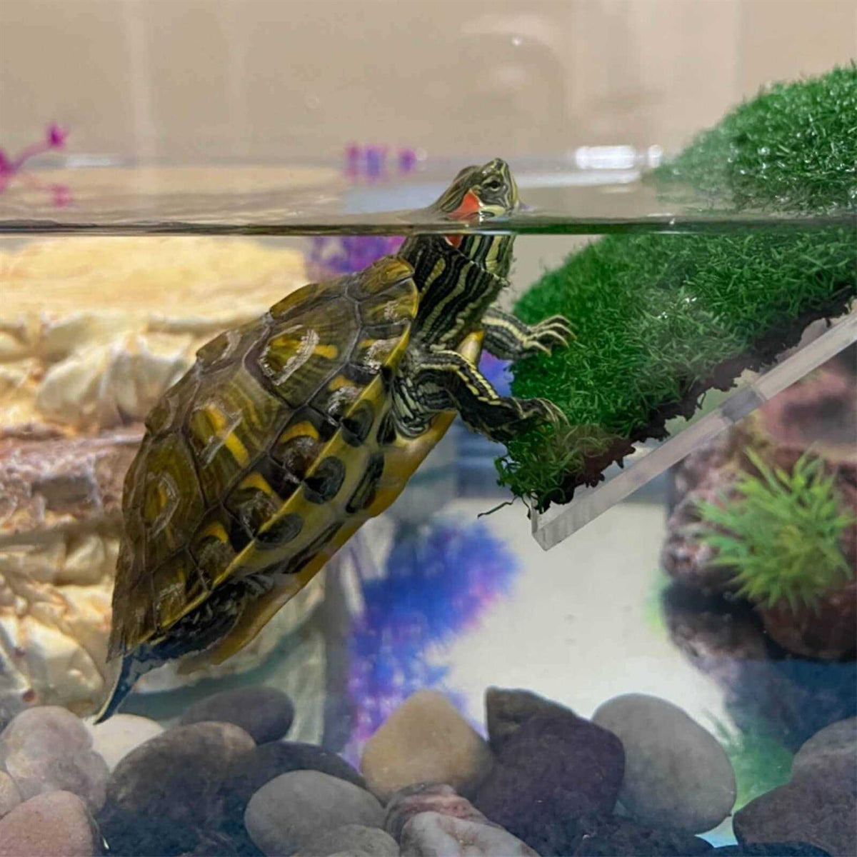 Lawn Turtle Basking Platform K63402