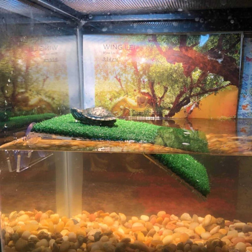 Lawn Turtle Basking Platform K63402