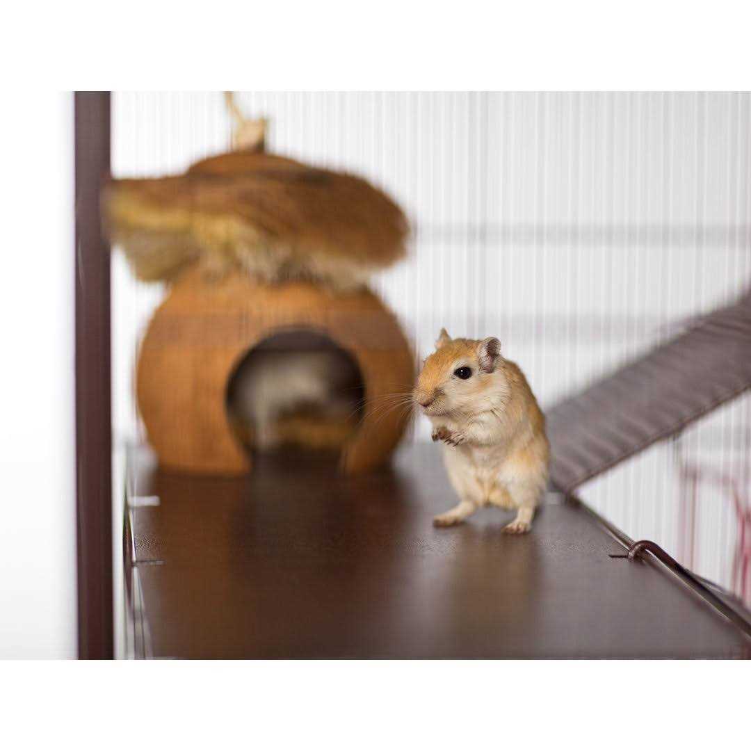 Rat & Chinchilla Cage F945750