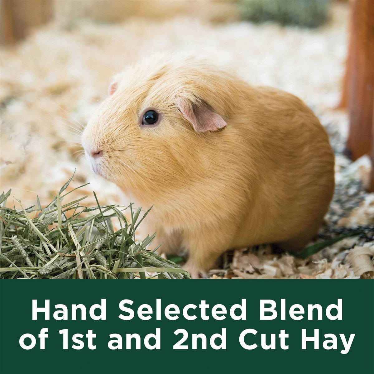 Timothy Hay T5973