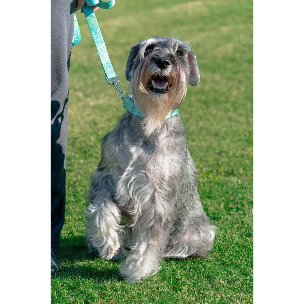 Martingale Dog Collar E619