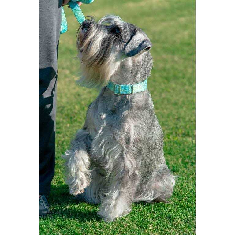 Martingale Dog Collar E619